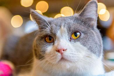 《战神：诸神黄昏》阿特柔斯配音演员长大了 声音需后期处理